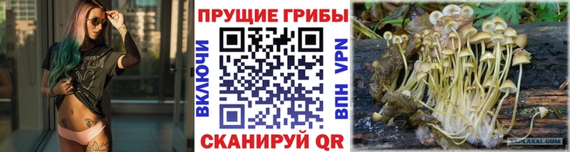 Купить где  Городище  Псилоцибиновые грибы MAGIC MUSHROOMS 